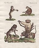 Vierf. Thiere LIII - Vier Affen-Arten - Der Choras - Der Lovando - Der Pitheke - Der Mainon - Mandrill Mantelpavian hamadryas baboon Affe monkey Affen monkeys / Bilderbuch für Kinder