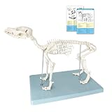 Produktbild von UNbit 4D Hunde-Anatomie-Modell – 29 Abnehmbare Teile, Skelett & Organe, Durchscheinend, Für Tierstudium & Praxis