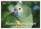 Blaustirnamazonen - Papageien in Paraguay (Wandkalender 2025 DIN A4 quer), CALVENDO Monatskalender