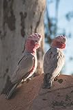 Rosakakadu: Notizbuch / Tagebuch / Reisetagebuch - DIN A5 120 Seiten punktiert / Punkteraster - Geschenk Papagei - Galah