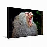 Premium Textil-Leinwand 45 x 30 cm Quer-Format Mantelpavian, der Zähne zeigt | Wandbild, HD-Bild auf Keilrahmen, Fertigbild auf hochwertigem Vlies, Leinwanddruck von M. Reznicek