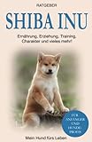 Shiba Inu: Erziehung, Training und Charakter von Shiba Inu