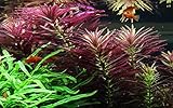 Tropica Aquarium Pflanze Limnophila hippuridoides Nr.047C Wasserpflanzen Aquarium Aquariumpflanzen