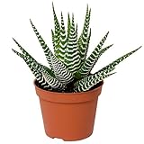 Haworthia großes Band Zebra Pflanze,saftig für Zuhause oder das Büro (15-25cm mit Topf)