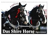 Das Shire Horse. Impressionen (Wandkalender 2024 DIN A4 quer), CALVENDO Monatskalender