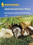 Meerschweinchen-Wiese