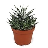 Exotenherz - Haworthia fasciata - Zebra-Haworthie - im 10,5cm Topf