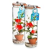 Waterworld vdvelde.com Deco Aquariumpflanzen Glas 2er Set - Dein eigenes Mini-Aquarium mit künstlichen Fischen, die du Nicht füttern musst - Aquarium Glas: 21x6 cm