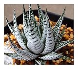 Haworthia fasciata - Zebrapflanze - 5 Samen