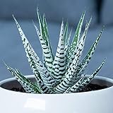 Saftige Haworthia Big Band | 15-25cm getopfte Zebra Pflanze | Beste Innenraum Pflanzen