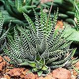 Haworthia Big Band - Zebra Pflanze | Premium saftig | 15-25cm getopft