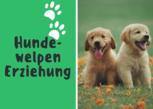 Hundewelpen Erziehung.