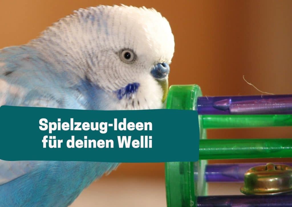 Dein Wellensittich spielt gern? Hast du auch Ideen für Wellensittich-SPielzeug?