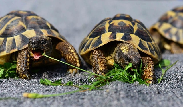 Terrarium für Schildkröten: Die 5 besten Schildkröten-Terrarien