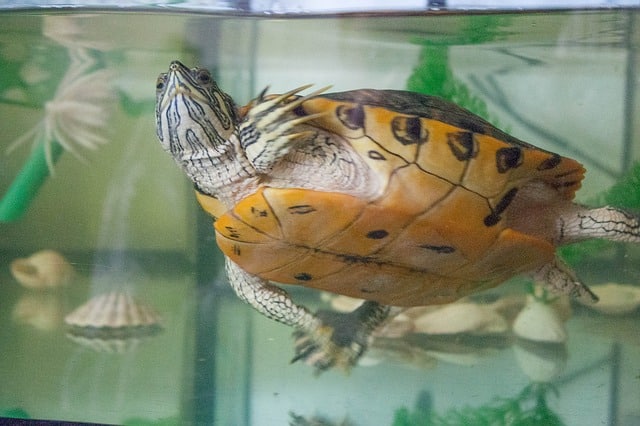 ᐅ Die 7 besten und schönsten Aquarien für Wasserschildkröten