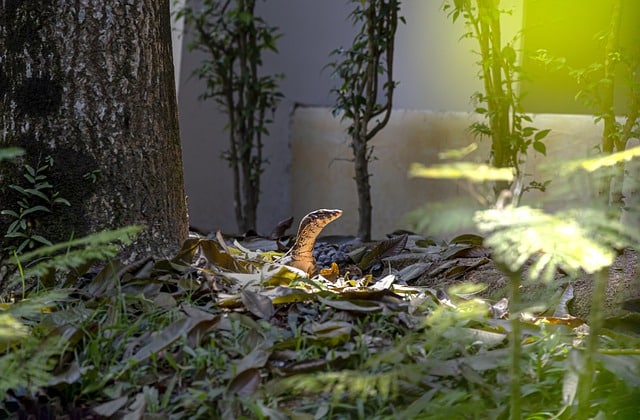 5 unverzichtbare Accessoires für das Terrarium deines Reptils