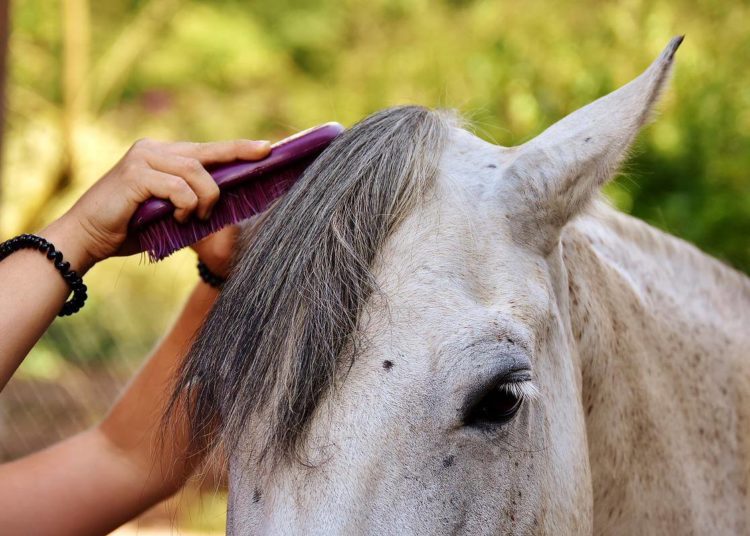 Mähnenbürste für dein Pferd kaufen: Das ist die passende für dich!