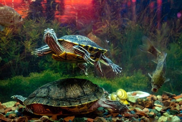 Auch Wasserschildkröten profitieren von einer Osmoseanlage m Aquarium.