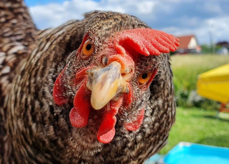 rattensichere Geflügel-Futterspender mit Schädlingsabwehr.