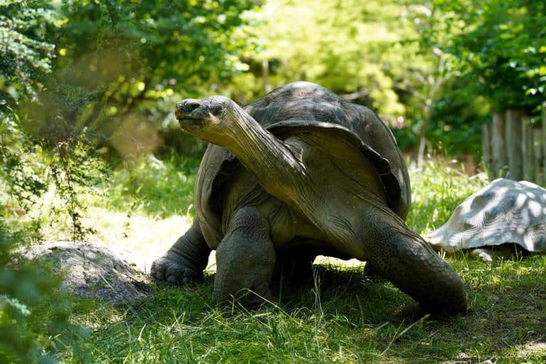 Kann eine Schildkröte ohne Panzer überleben?