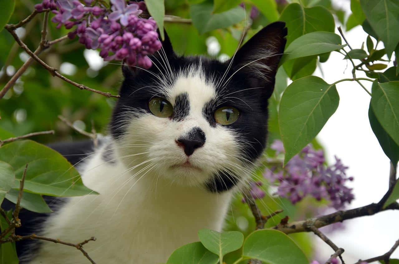 Schwarz-Weiße Katze im Baum.