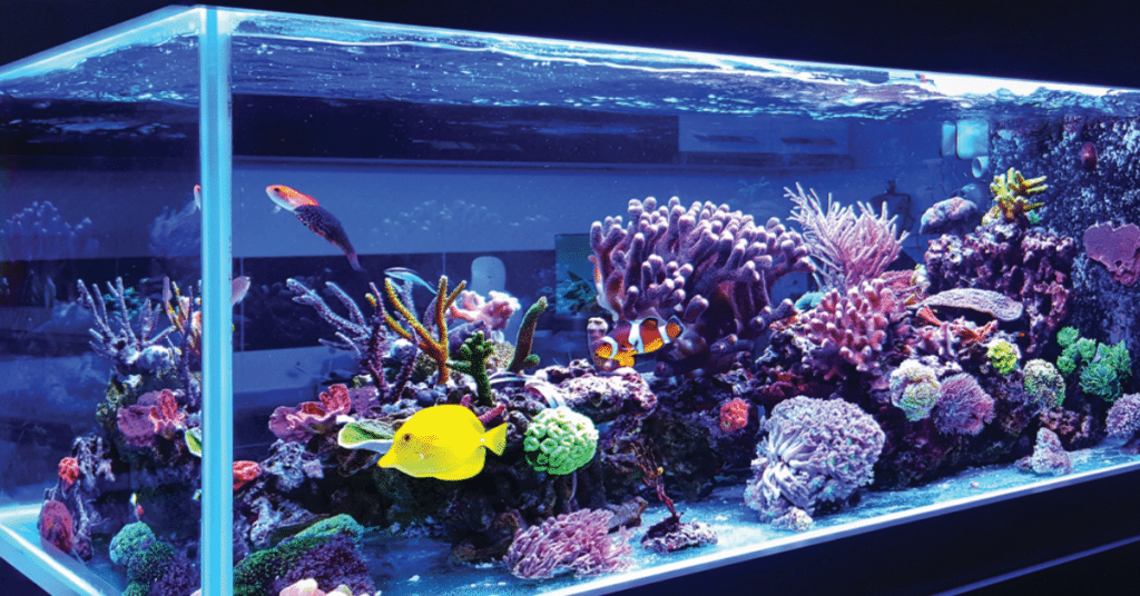 Weg zur Einrichtung deines Salzwasseraquariums Die Wahl eines