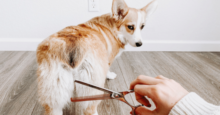 Wie du deinen Hund NICHT pflegst