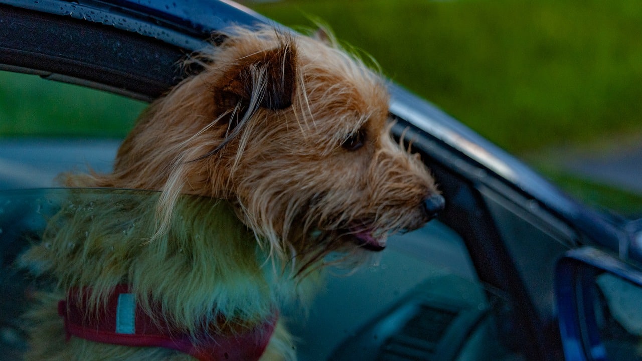 8 Tipps gegen die Reisekrankheit beim Hund