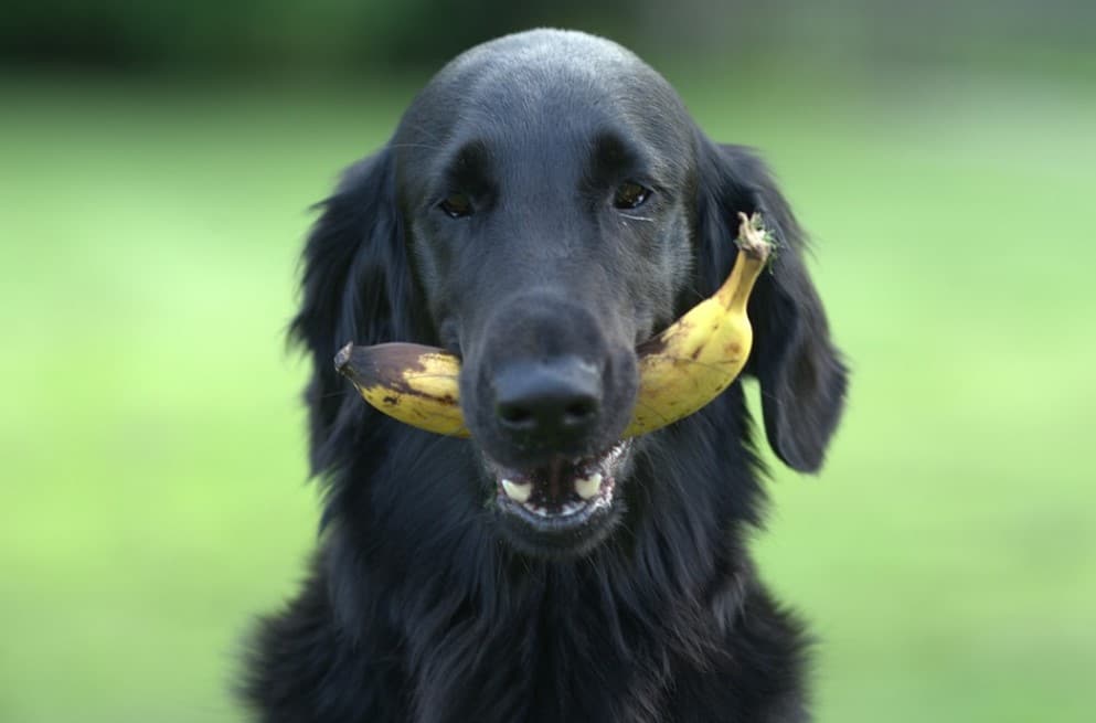Darf mein Hund Banane fressen?
