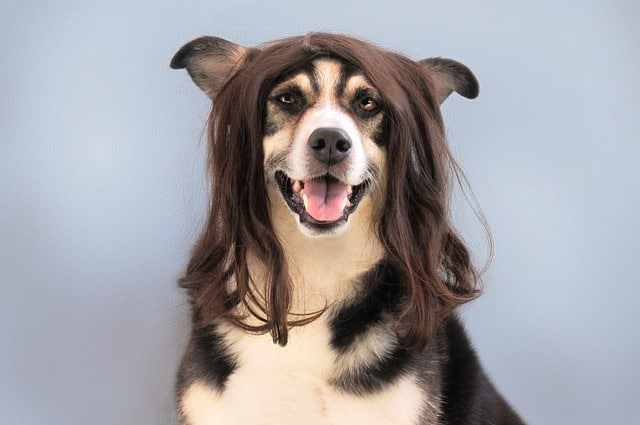 Hund scheren mit Haarschneidemaschine: Eine Anleitung