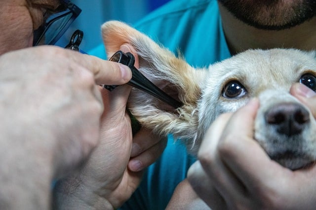 Petprotect Erfahrungen: Lohnt sich die Tierkrankenversicherung?