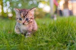 Katzenbabys erziehen – Das sollte dein Kitten lernen