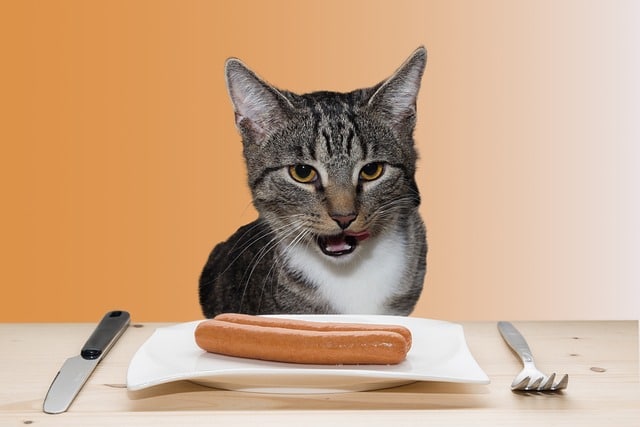 15 giftige Lebensmittel für Katzen: Wie du Vergiftungen verhinderst