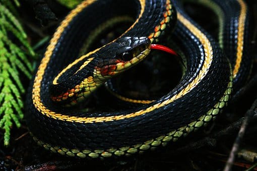 Warum du eine Schlange als Haustier haben solltest