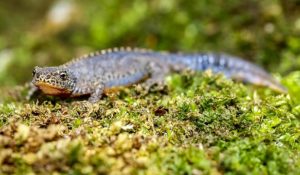 Molche & Salamander im Garten.