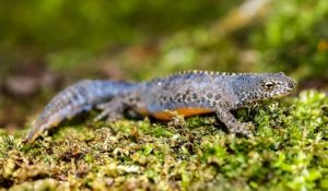 Molche & Salamander im Garten.