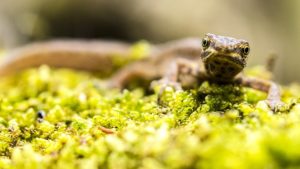 Molche & Salamander im Garten.