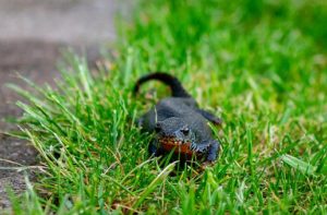 Molche & Salamander im Garten.