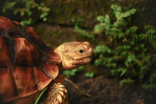 Das Erstaunliche Geheimnis Der Langlebigkeit: Wie Alt Können Schildkröten Wirklich Werden?