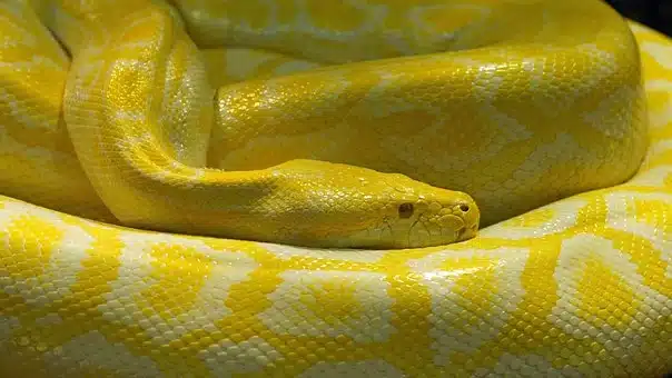 10 Überraschende Tiere, Die Schlangen Fressen