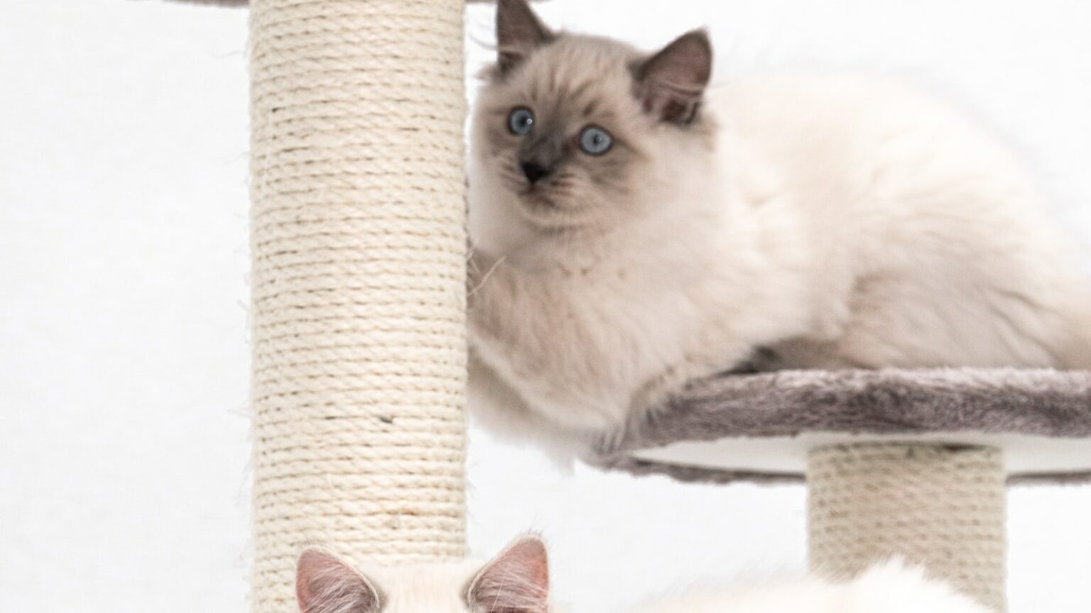 🐇 Können Katzen spüren wenn man traurig ist? im Februar 2025