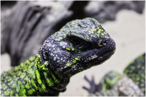 (Terraristik) Dragon Pet Plaza Faunarien: Das sind die 6 Besten!