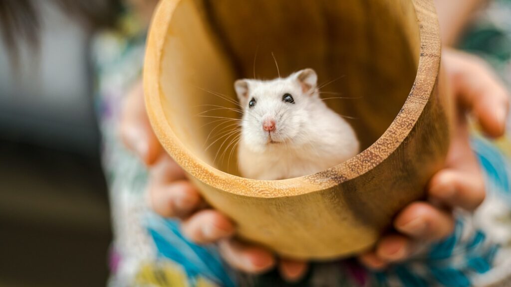 Wie viel Stunden Schlaf braucht ein Hamster?