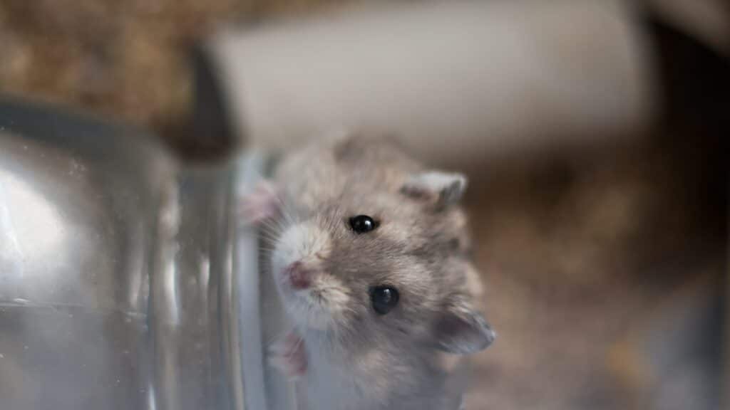 Wo schlafen Hamster im Käfig?