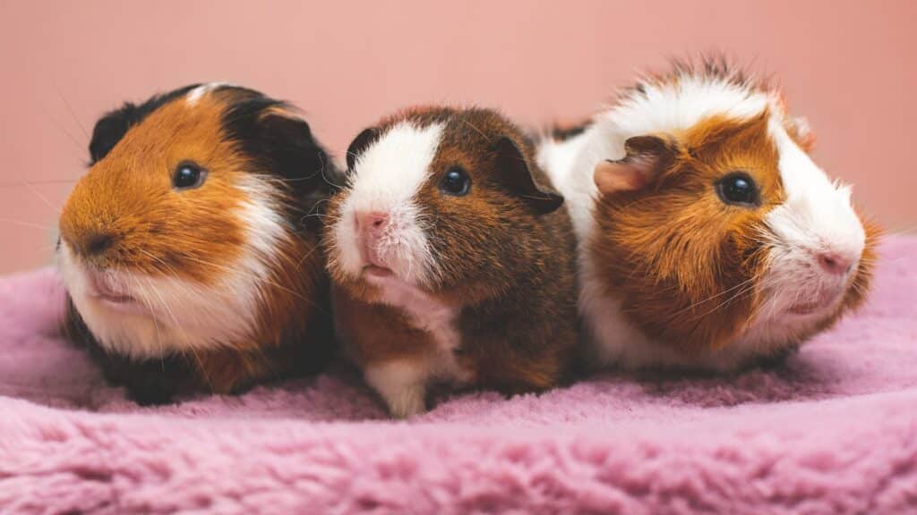Was trinkt ein Hamster?
