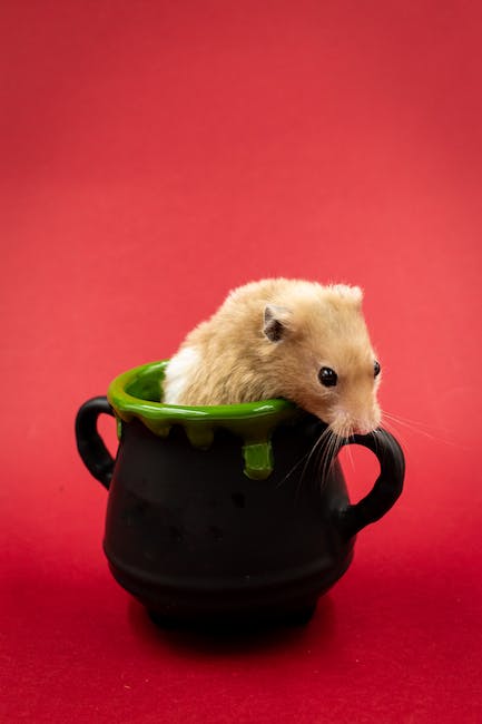 2. Hamster sind empfindliche Tiere: Diese Dinge solltest du unbedingt vermeiden!