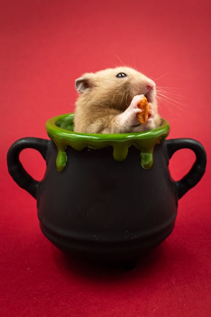 2. Schicksal der Einsamkeit: So verbringen Hamster ihre freie Zeit