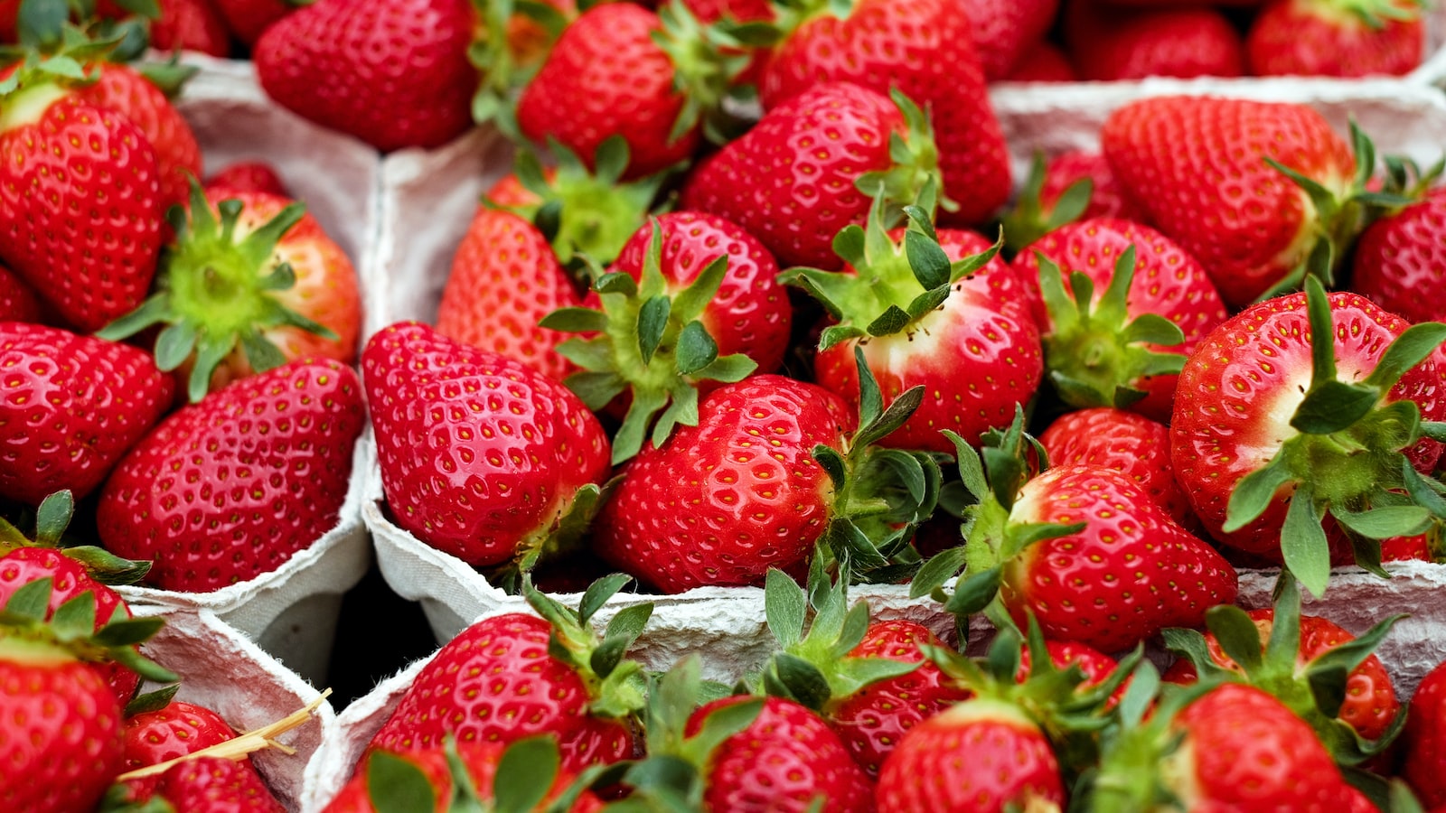 Welches Obst vertragen Meerschweinchen?