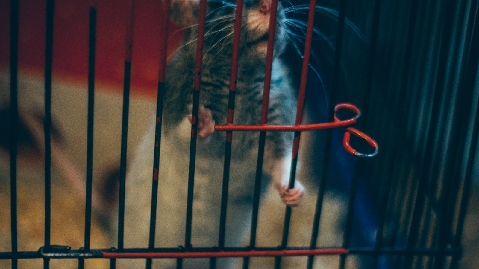 Kann man Hamster frei in der Wohnung laufen lassen?