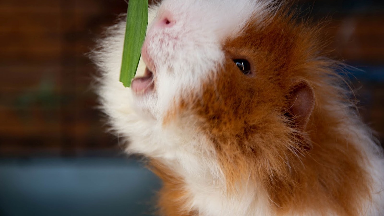 2. Die Wahrheit über kommerzielle Hamster-Snacks - Erfahren Sie, was Ihr Haustier wirklich braucht